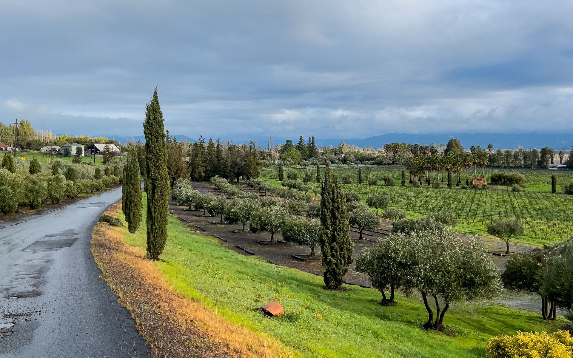Rows of green vineyard leading to a stone winery building under oak trees in Napa Valley