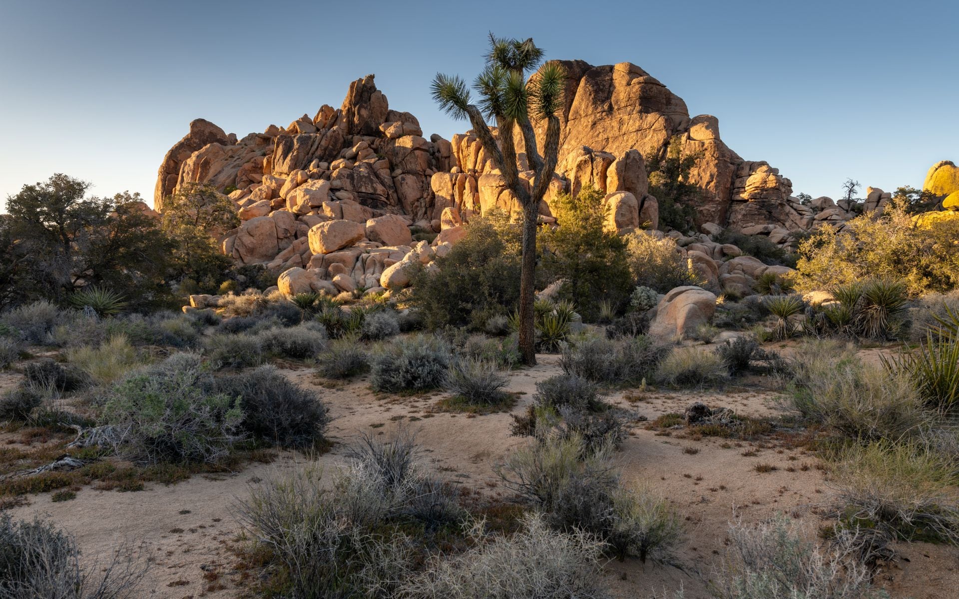 Joshua trees and granite boulder piles at Hidden Valley in Joshua Tree National Park under a clear desert sky at golden hour.
