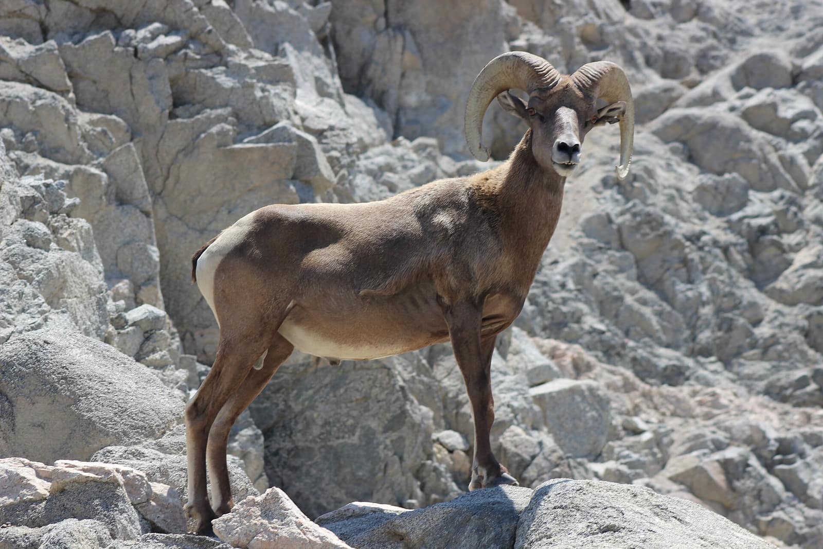 Bighorn sheep ram standing on rocky granite terrain at the Living Desert Zoo and Gardens in Palm Desert, California