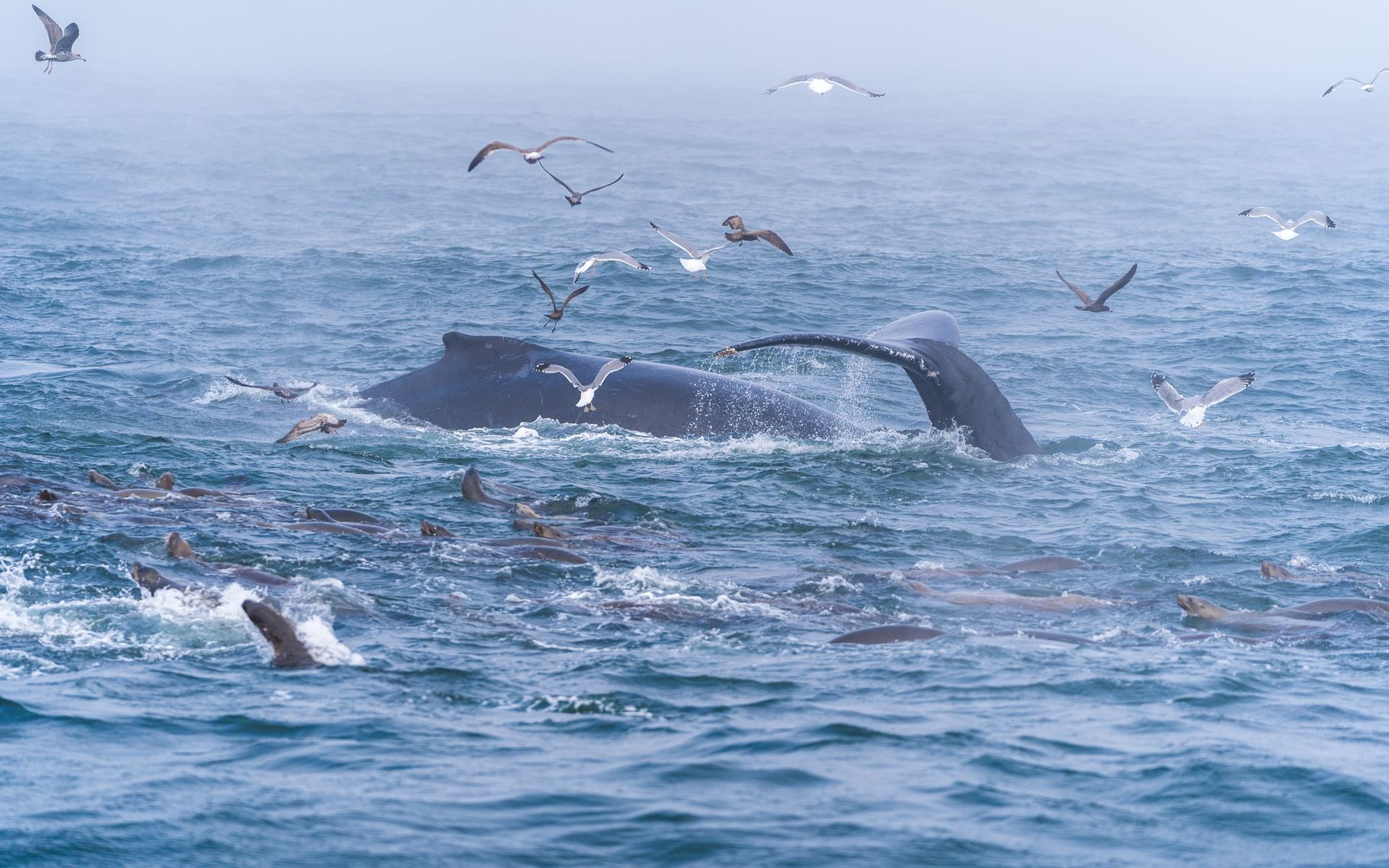 Whale Watching Tours in California