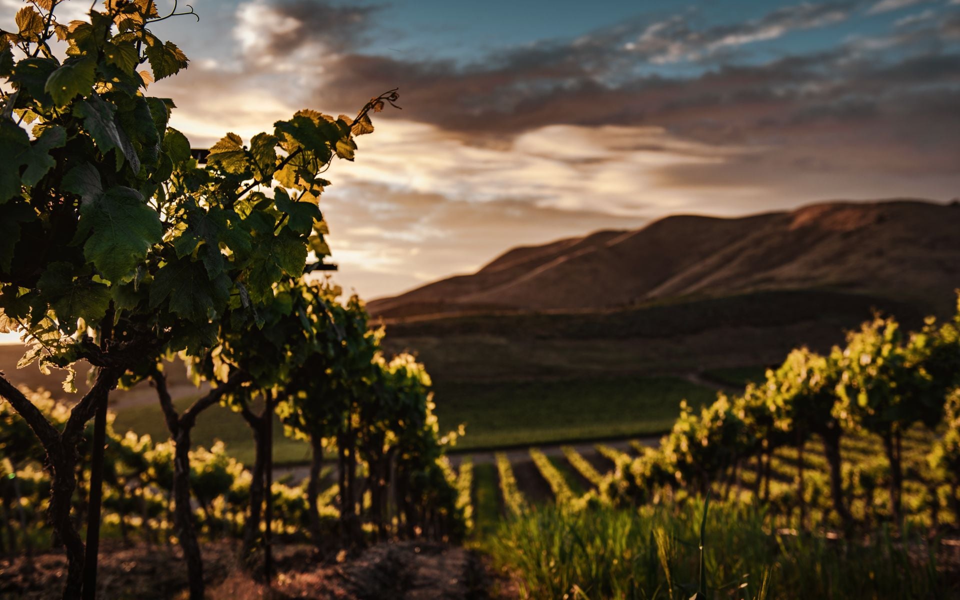Wineries and Tasting Rooms in California