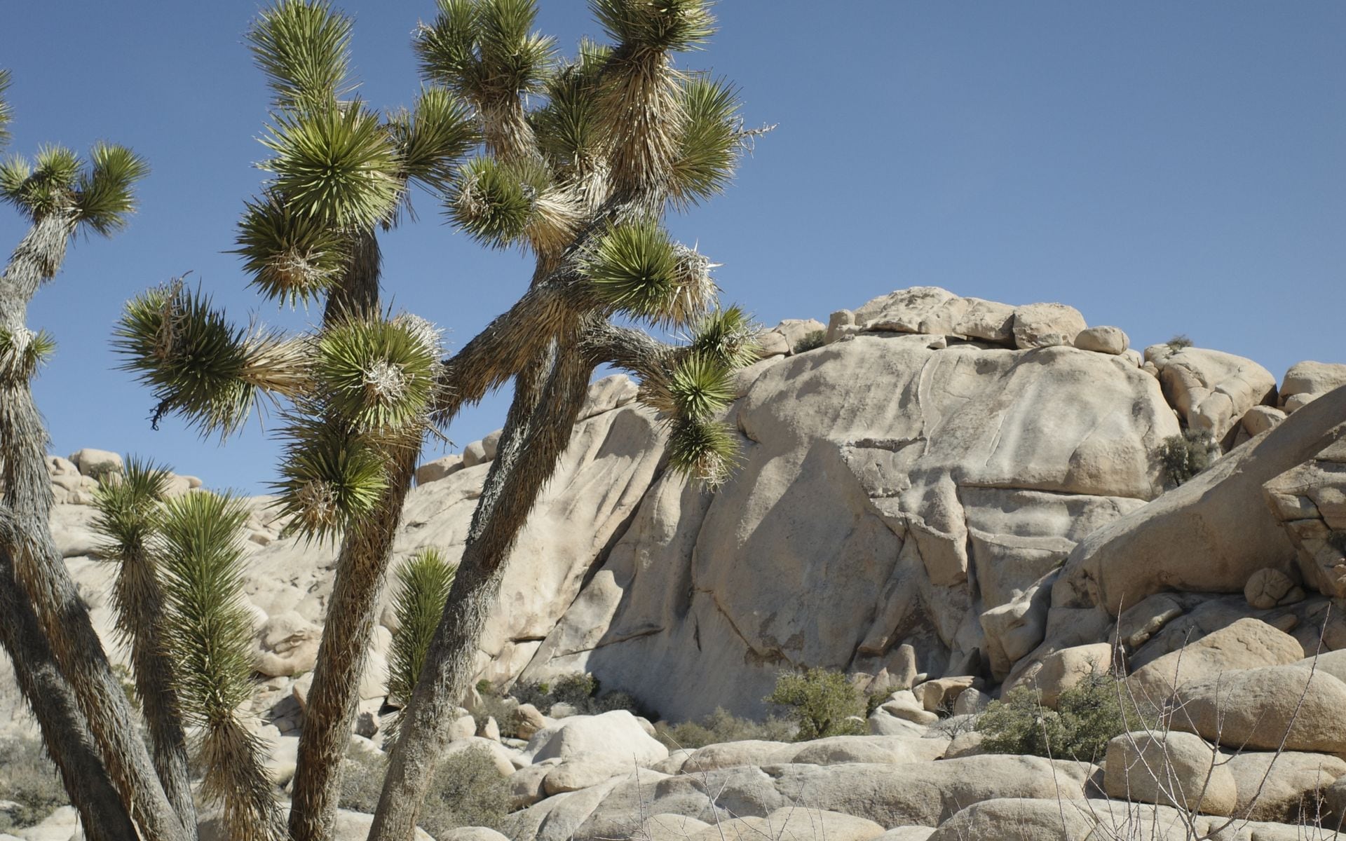 Joshua Tree National Park in California