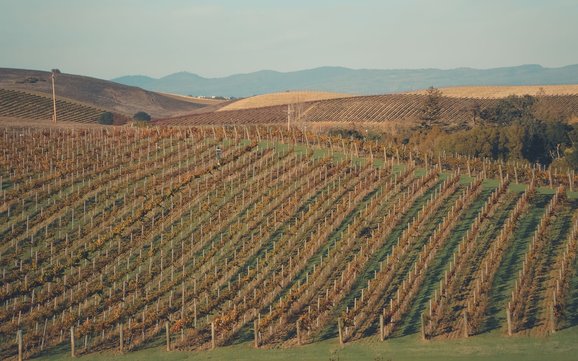 Napa Valley in California