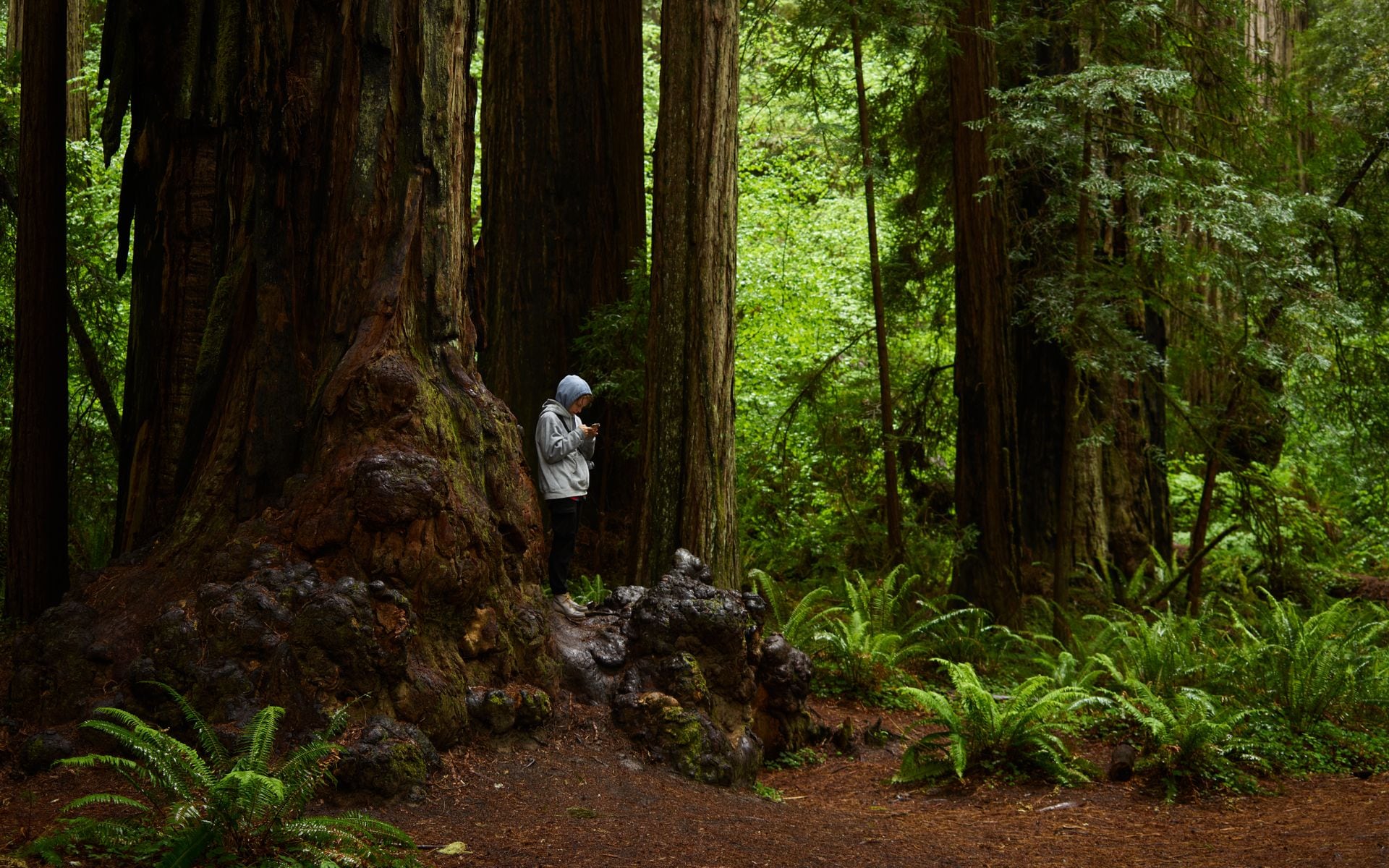 Redwood National and State Parks in California