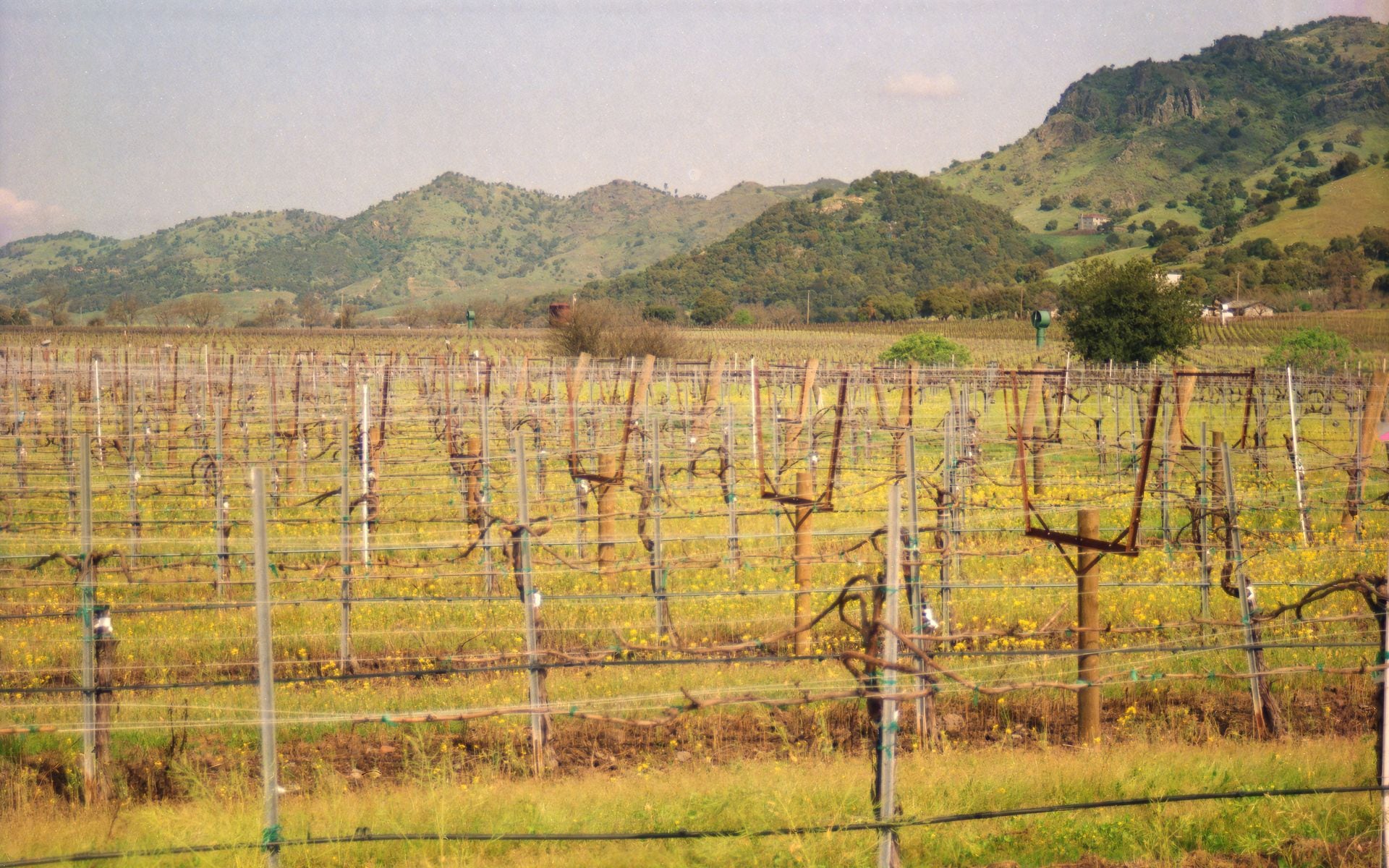 Sonoma Valley in California