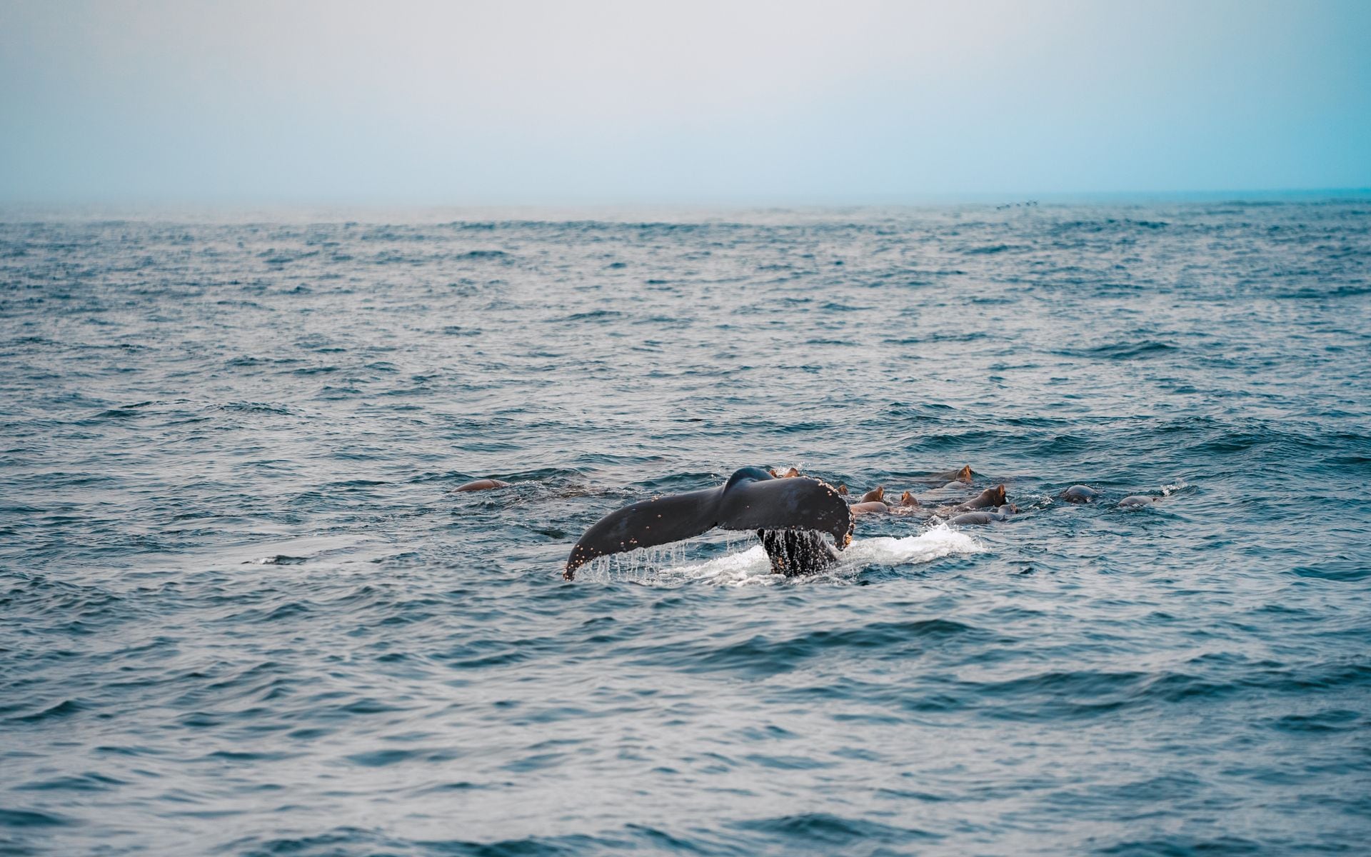 Whale Watching in California