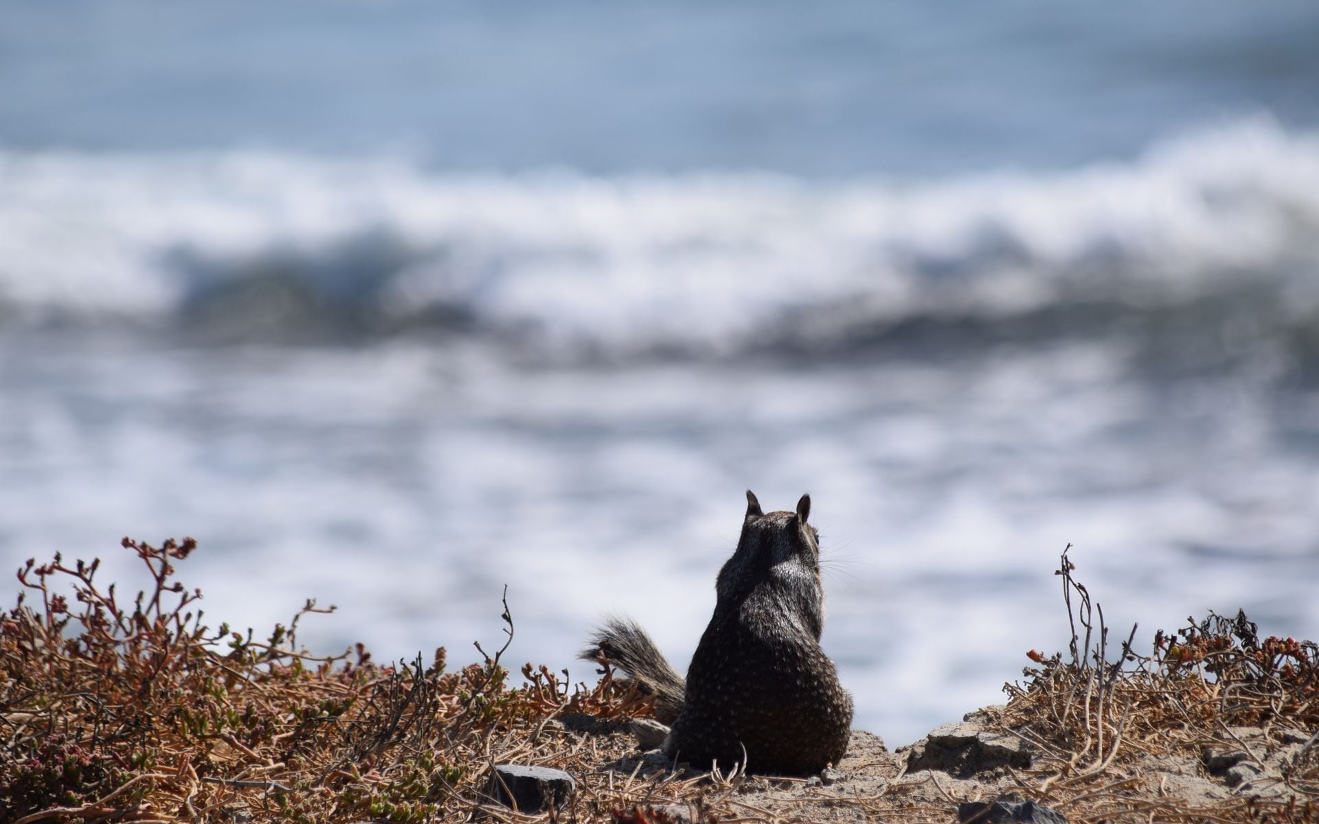Wildlife Watching in California